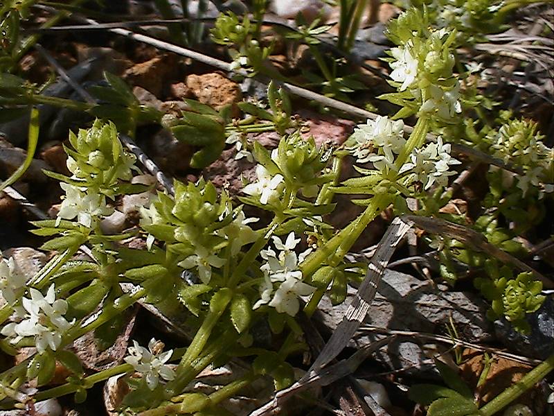 Piantina dai fiori bianchi - Galium verrucosum